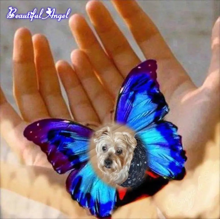 Condolence image of Piątkowe❤️Różyczki❤️❤️❤️❤️❤️❤️❤️dla Jackusia❤️⭐️