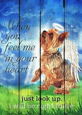 Condolence image of Martina mit Seelenhund Samy ♥️⭐♥️ für immer im Herzen 