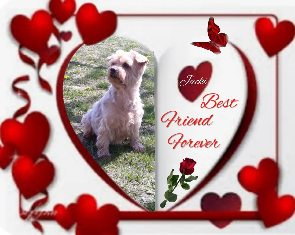 Condolence image of ⭐️❤️Gute Nacht Jackusiu❤️⭐️