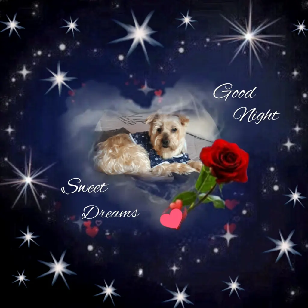 Condolence image of ⭐️❤️Gute Nacht Jackusiu❤️⭐️