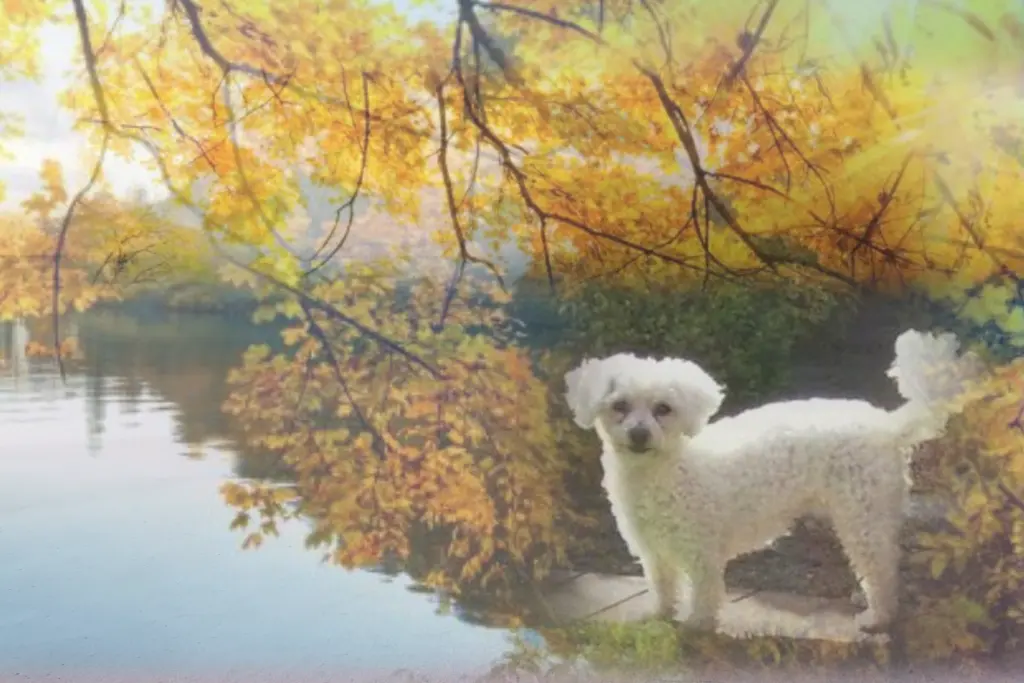 Condolence image of Dobranoc ❤️Jacki ❤️