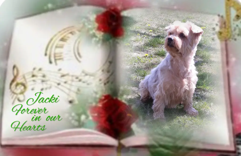 Condolence image of Sonntag...52 Wochen ohne Dich Jackuś❤️...