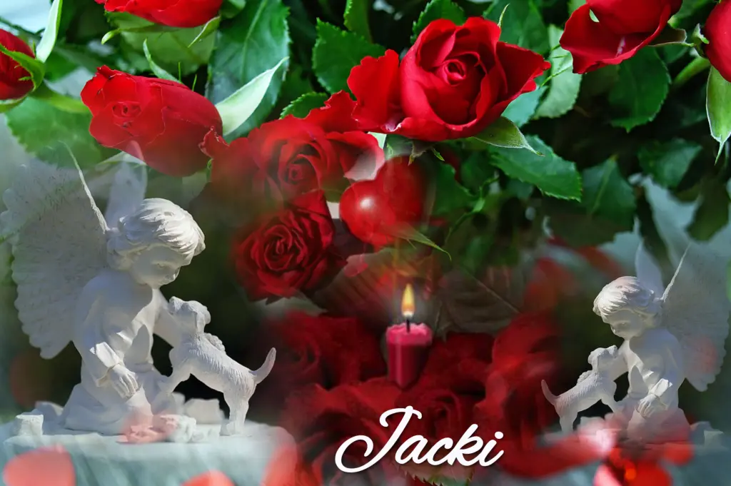 Condolence image of Snowy ❤️mit drei Yorkis ❤️