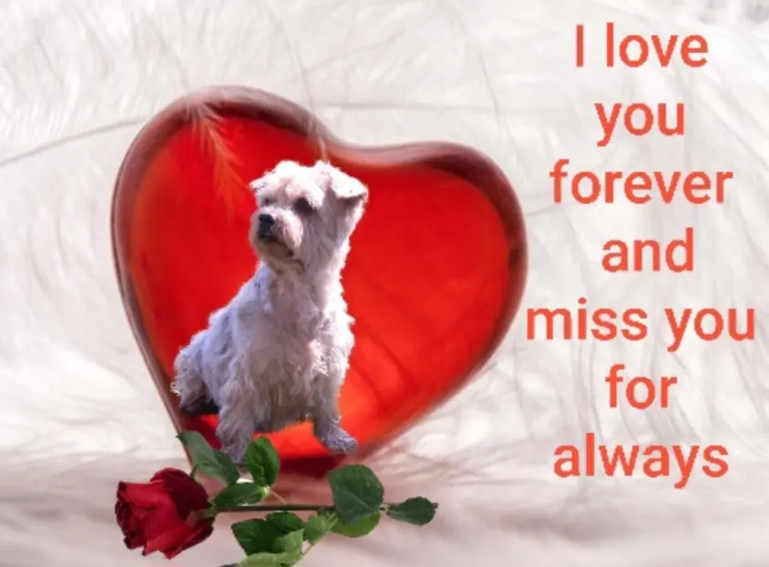 Condolence image of Ewa 