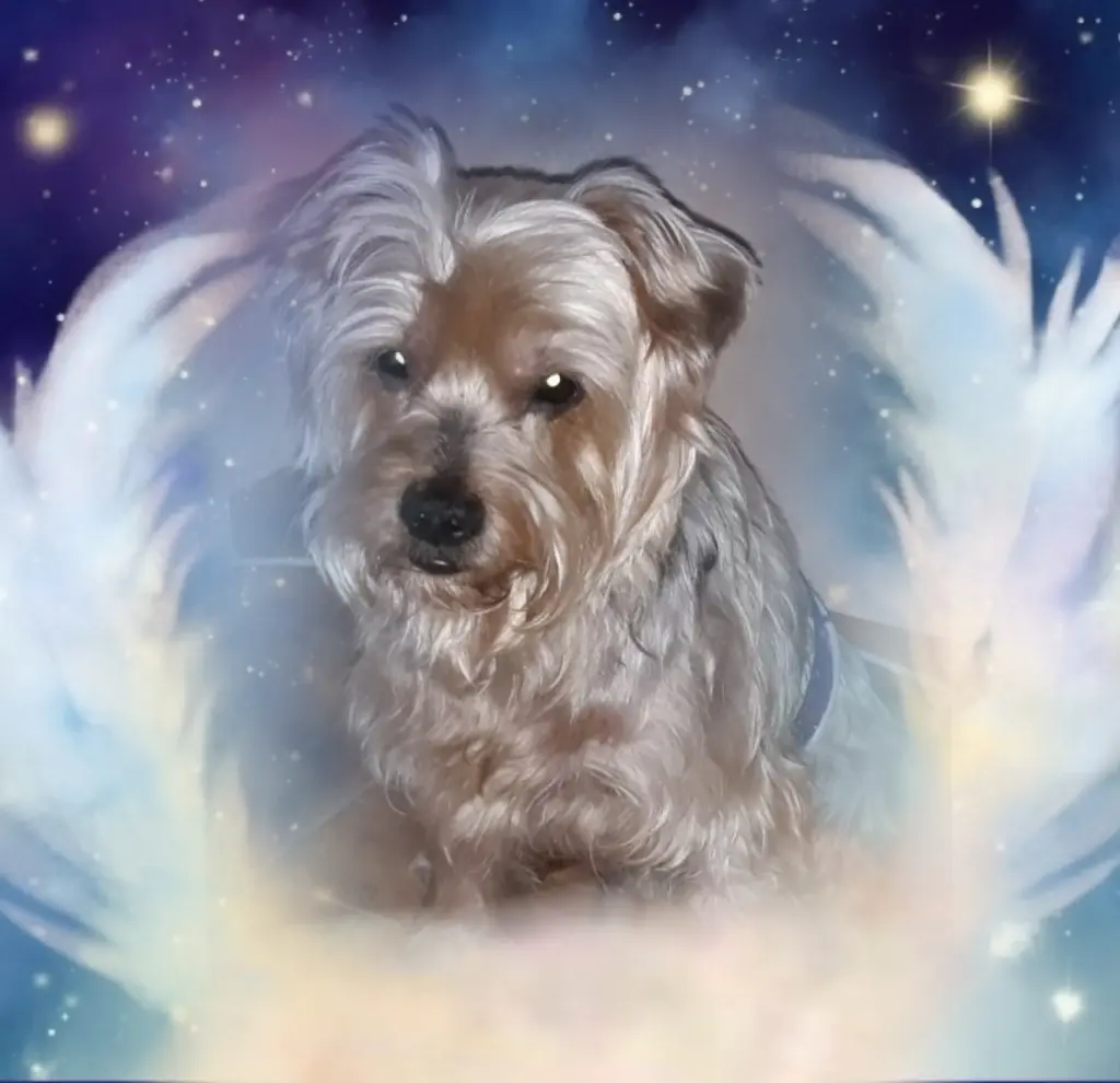 Condolence image of ⭐️❤️Gute Nacht Jackusiu❤️⭐️