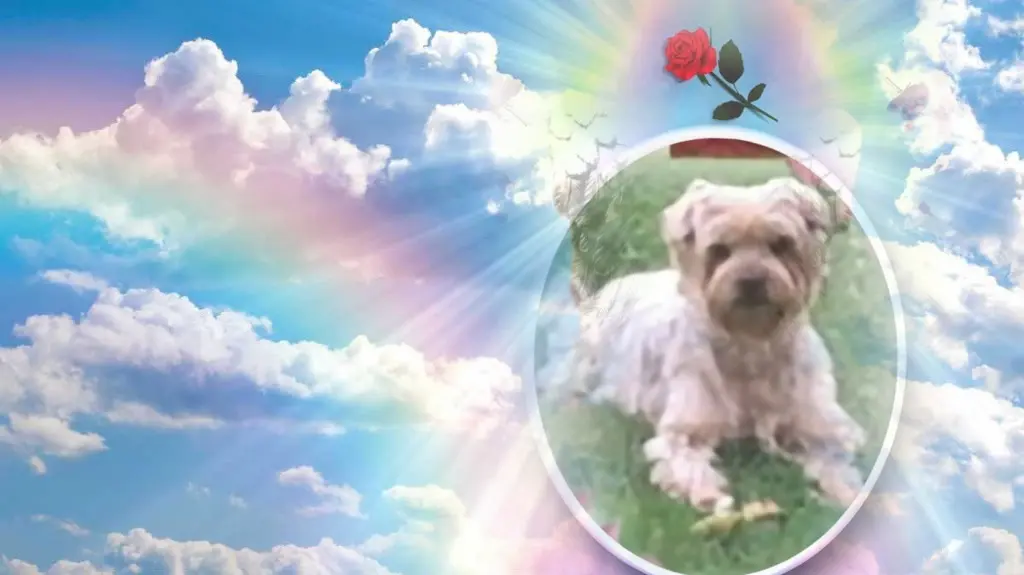 Condolence image of 1.Sternchen❤️ Gedenktag❤️