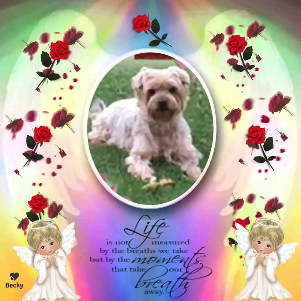 Condolence image of Dobrej Nocki❤️❤️❤️❤️❤️❤️❤️Jackuniu❤️⭐️