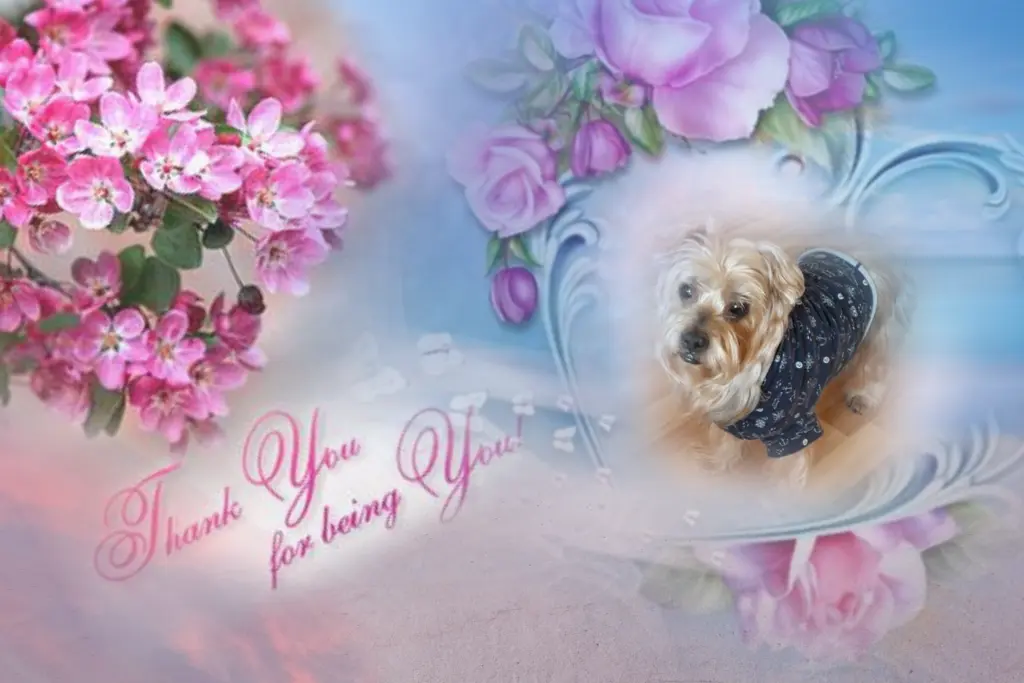 Condolence image of Dobranoc ❤️Jacki ❤️