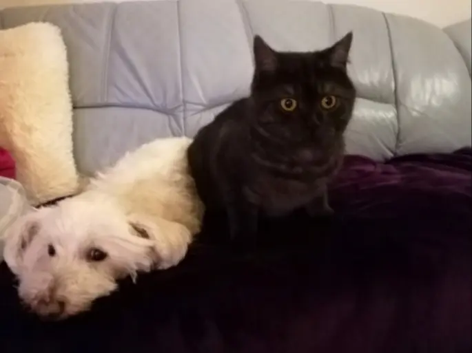 Condolence image of Martina mit Seelenhund Samy ♥️⭐♥️ für immer im Herzen 