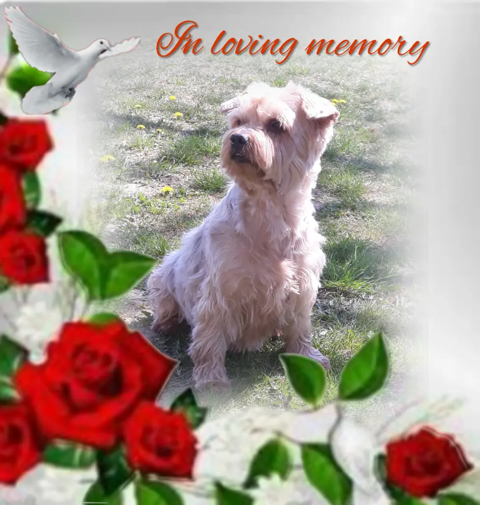 Condolence image of Ewa & Krzysztof 