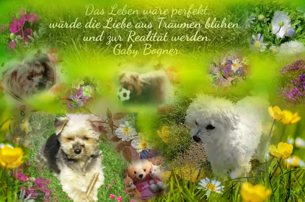 Condolence image of Snowy ❤️Buffy ❤️Daisy ❤️Micky ❤️