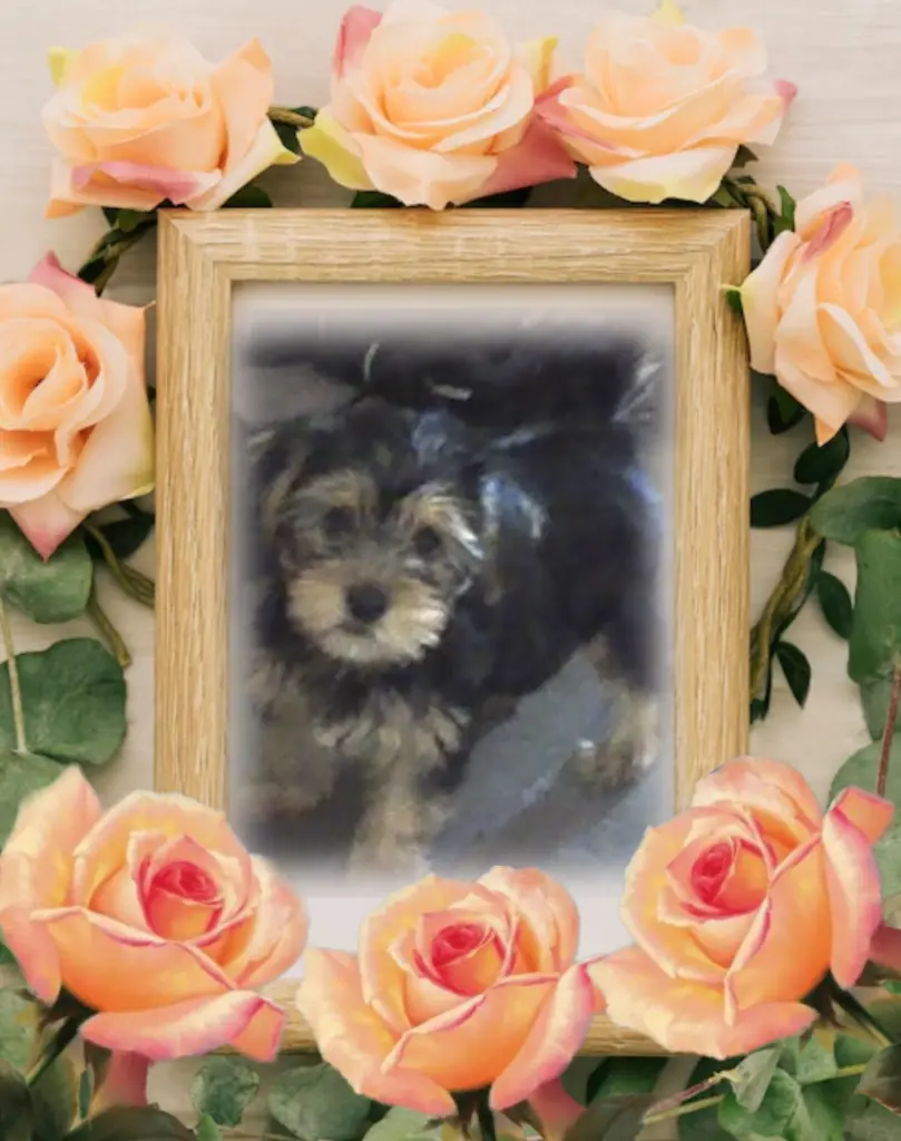 Condolence image of Ewa & Krzysztof 