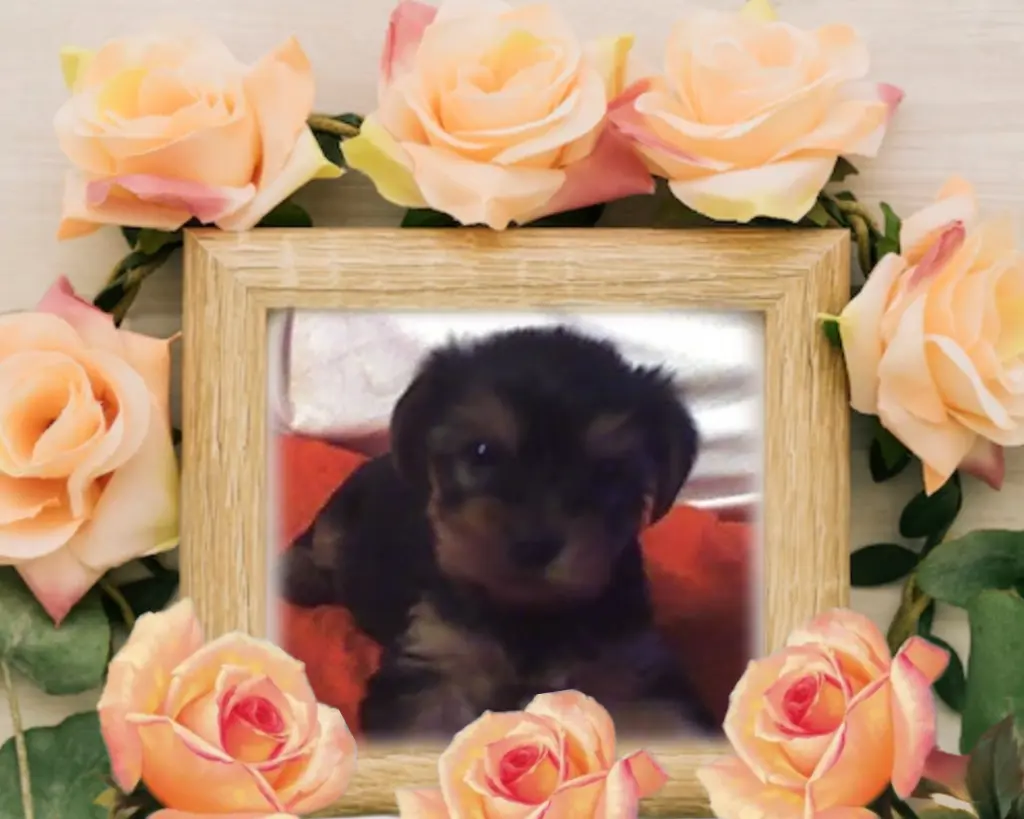 Condolence image of ❤️Forever in our Hearts❤️