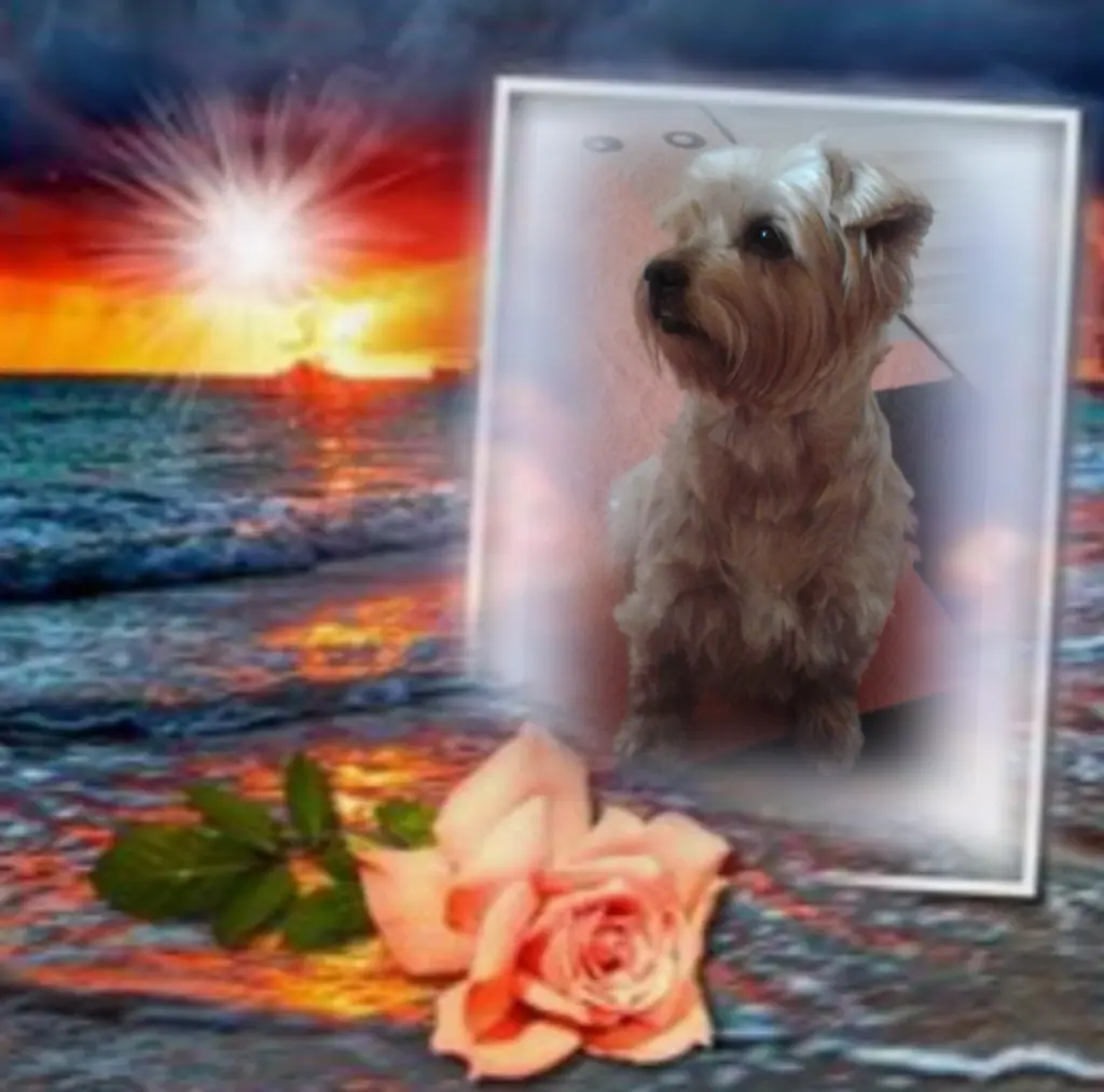 Condolence image of ⭐️❤️Gute Nacht Jackusiu❤️⭐️