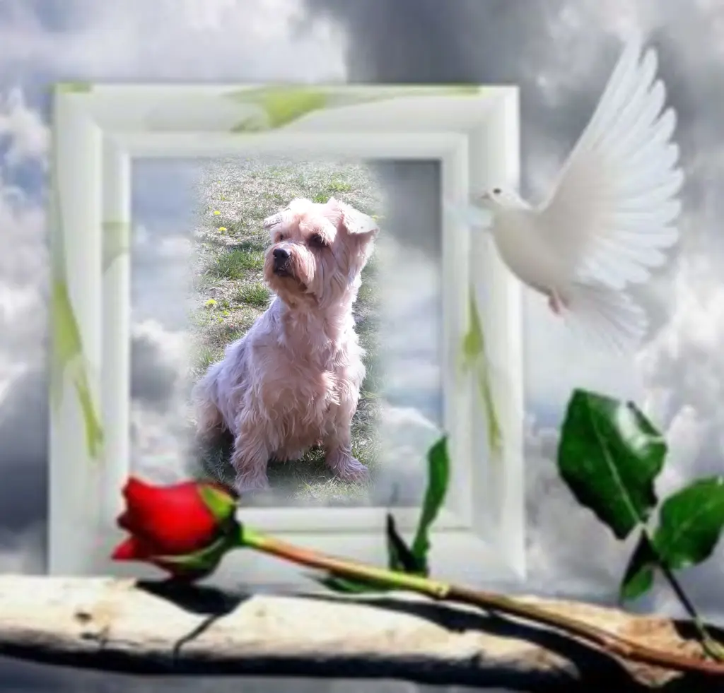 Condolence image of Sonntag...54 Wochen ohne Dich Jackuś❤️...