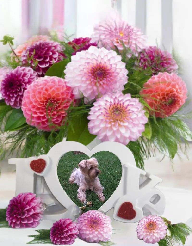 Condolence image of ⭐️❤️Gute Nacht Jackusiu❤️⭐️