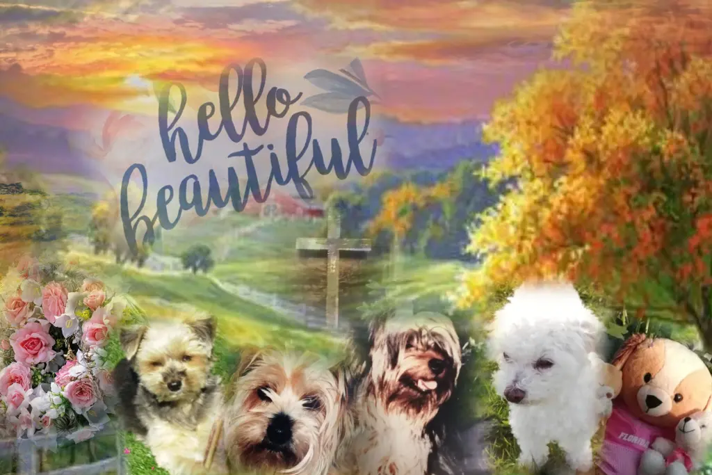 Condolence image of Snowy ❤️mit drei Yorkis ❤️