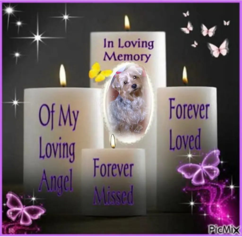 Condolence image of ⭐️❤️Gute Nacht Jackusiu❤️⭐️