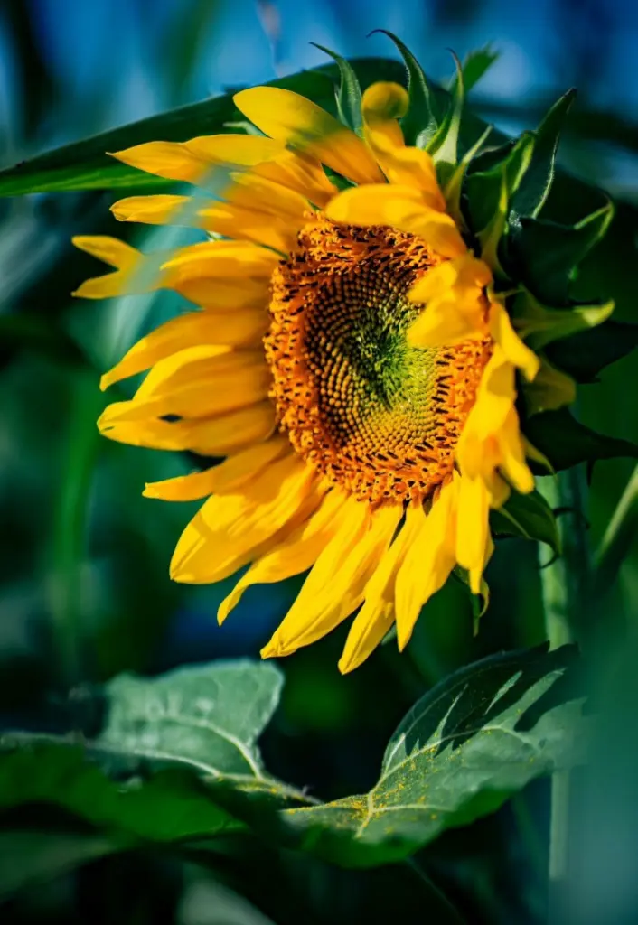 Condolence image of Ein lieber Abendgruß ♥️