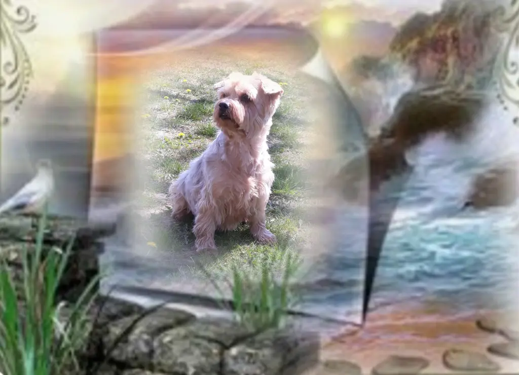 Condolence image of ⭐️❤️Gute Nacht Jackusiu❤️⭐️