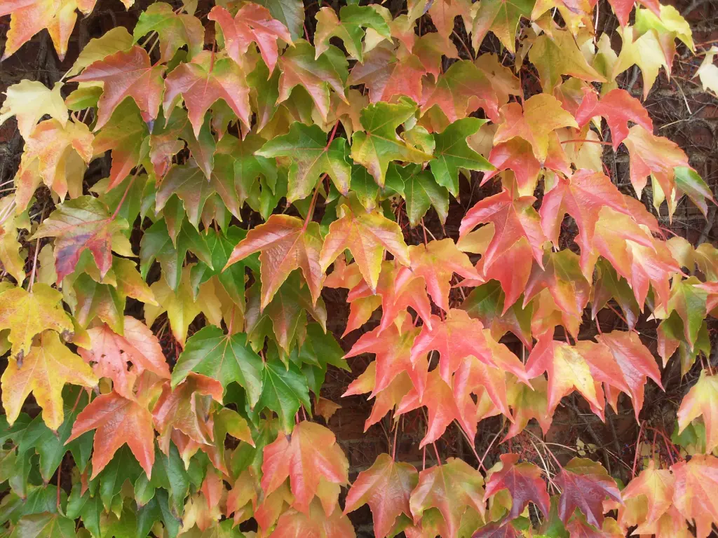 Condolence image of Manuela mit Seelenhund Flick