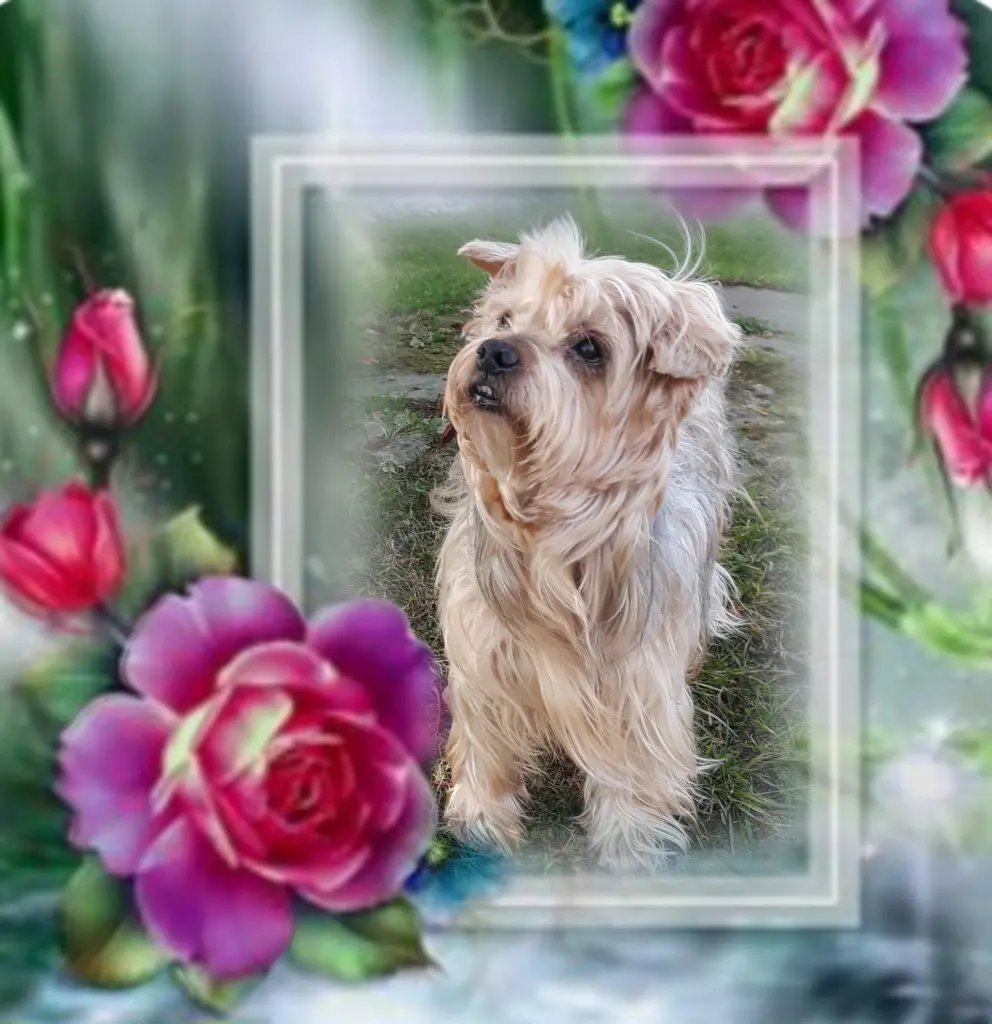 Condolence image of ❤️❤️