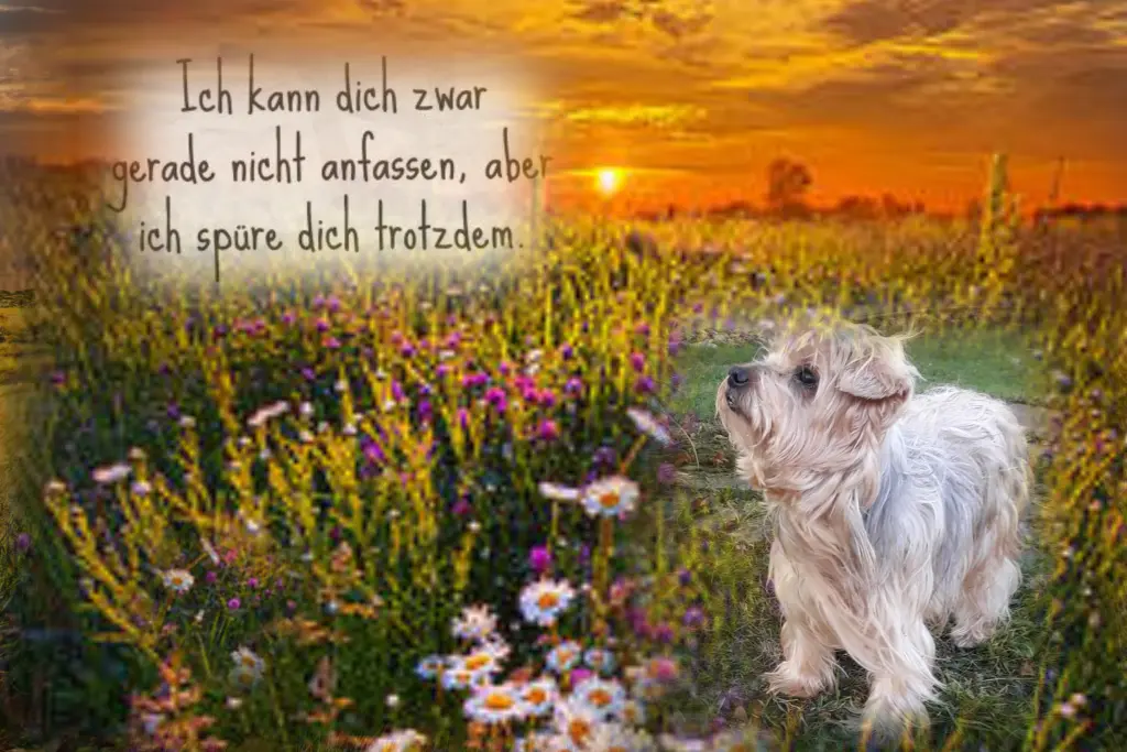 Condolence image of Dobranoc ❤️Jacki ❤️