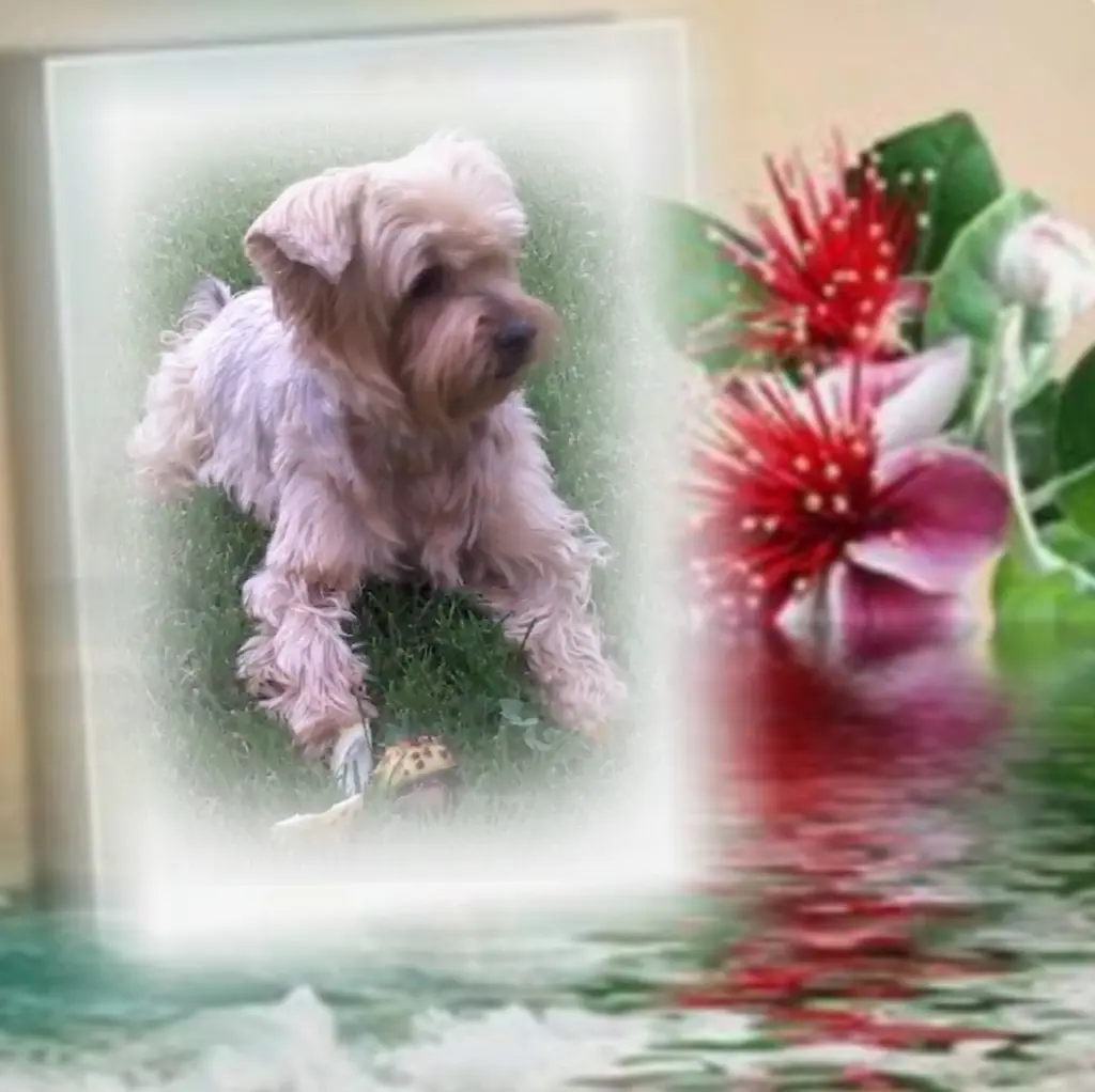 Condolence image of Sonntag...55 Wochen ohne Dich lieber Jackuś❤️...