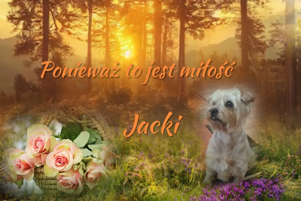 Condolence image of 55 Wochen..... Sehnsucht ❤️