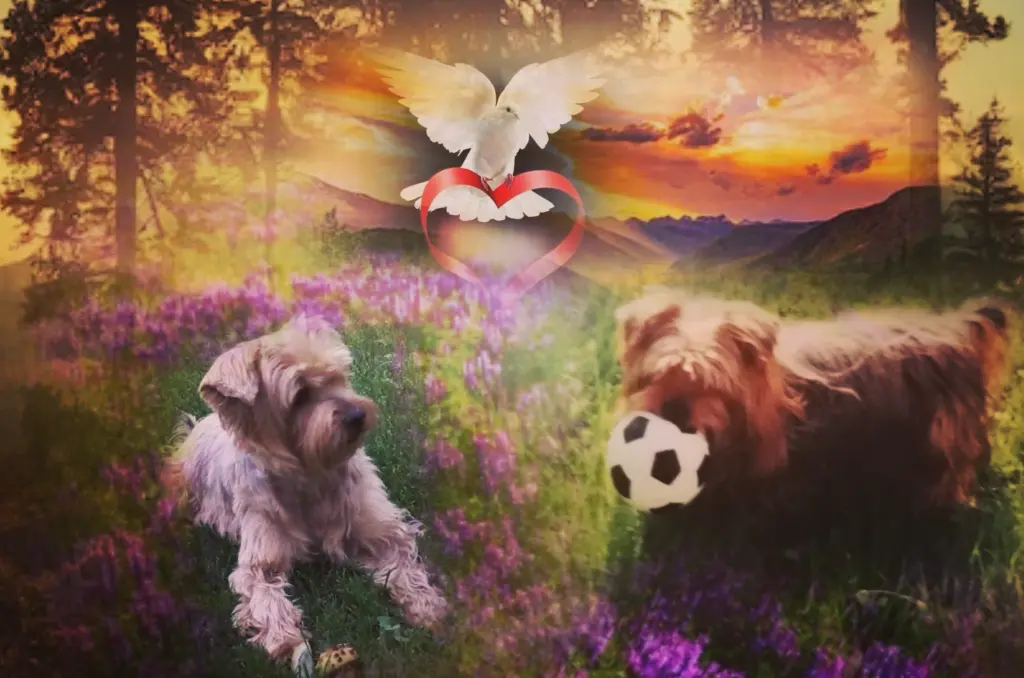 Condolence image of Micky ❤️