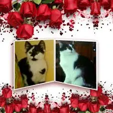 Condolence image of Annemarie und Elke mit Snoopy im Herzen gest.04.01.2022 und Pünktchen (verm.2021)