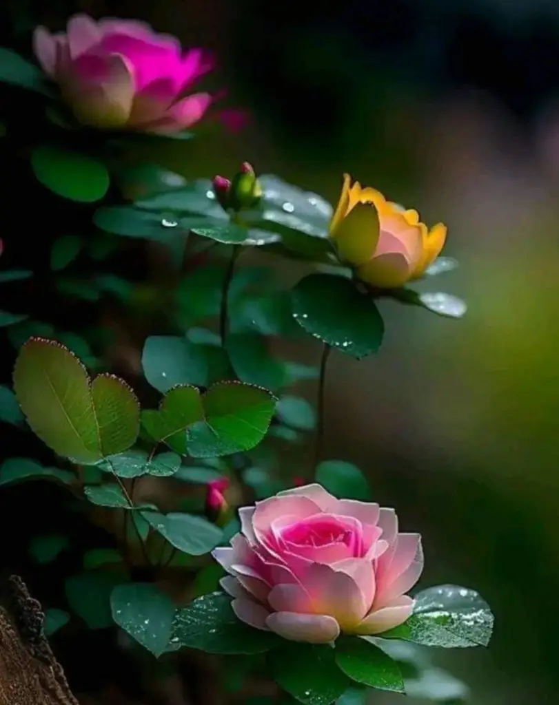 Condolence image of ⭐️❤️Gute Nacht Jackusiu❤️⭐️