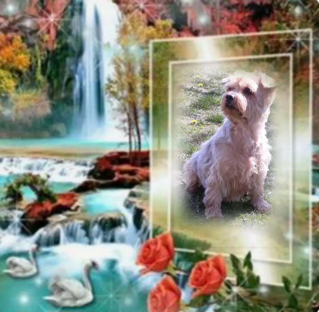 Condolence image of ⭐️❤️Gute Nacht Jackusiu❤️⭐️