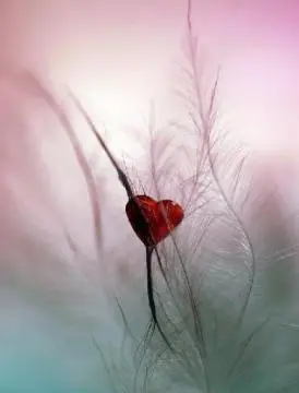 Condolence image of ❤️Immer im Herzen ❤️