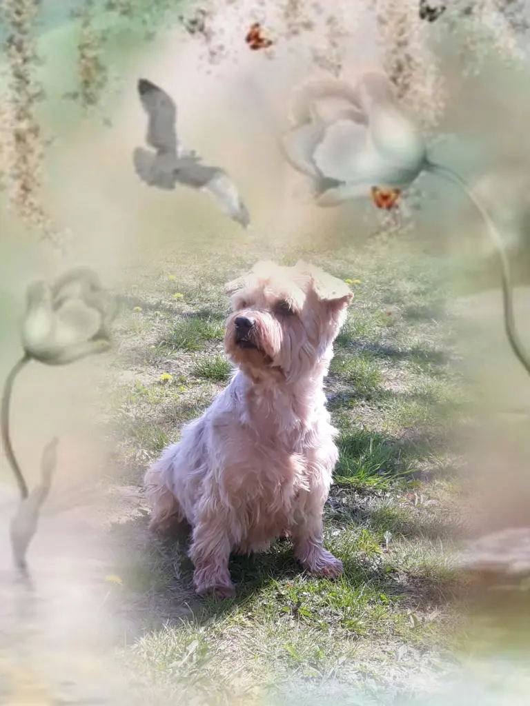 Condolence image of Sonntag...56 Wochen ohne Dich❤️ unser lieber Jackuś❤️...