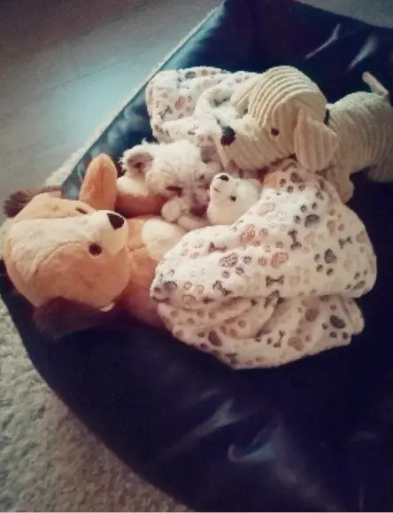 Condolence image of ♥️Snowy  für Jacki ♥️