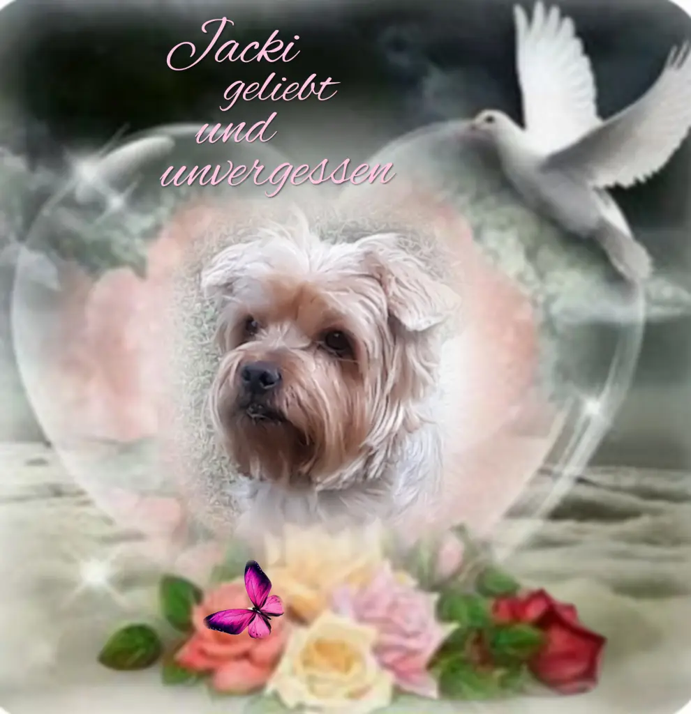 Condolence image of 13 Monate ohne Dich❤️ unser lieber Jackuś❤️...