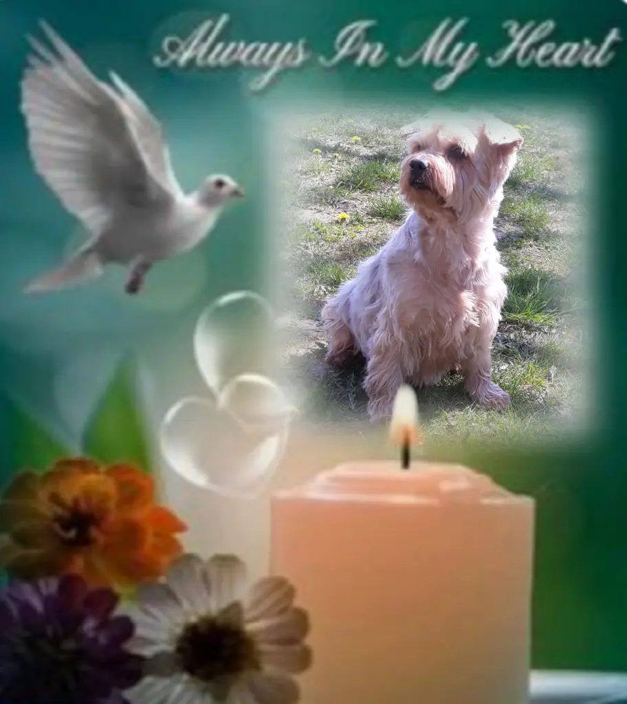 Condolence image of Jackuś❤️ geliebt❤️ und unvergessen❤️