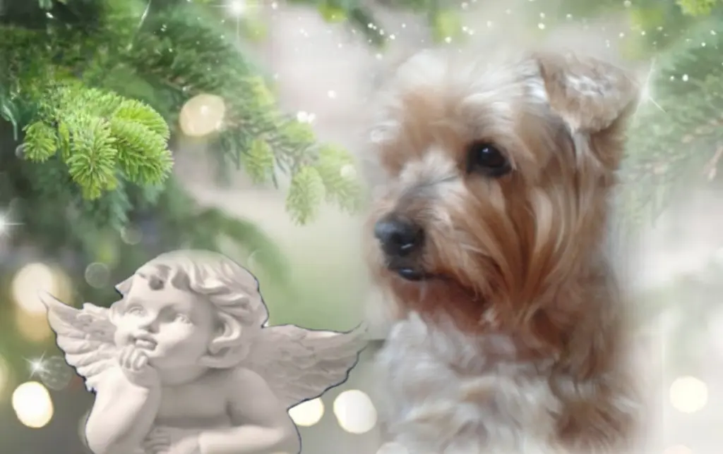 Condolence image of ⭐️❤️Gute Nacht Jackusiu❤️⭐️