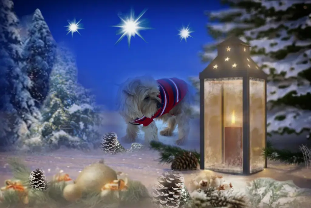 Condolence image of ⭐️❤️Gute Nacht Jackusiu❤️⭐️