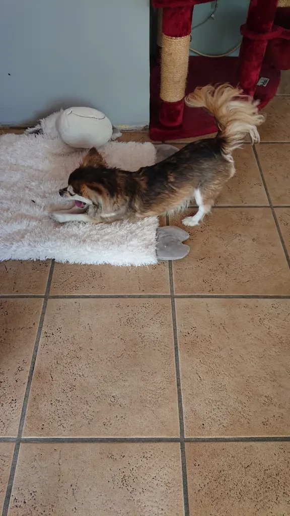 Condolence image of Balu