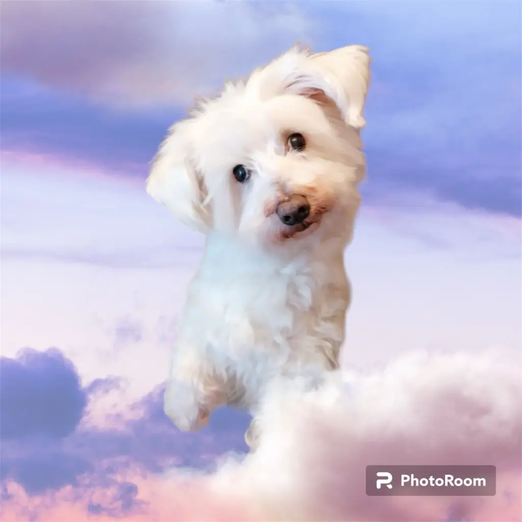 Condolence image of Martina mit Seelenhund Samy ♥️⭐♥️ für immer im Herzen 