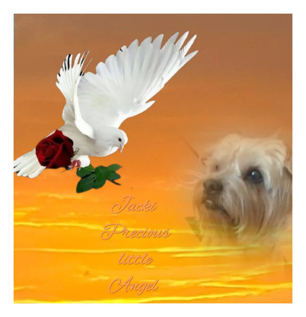 Condolence image of ♥️Cenny❤️