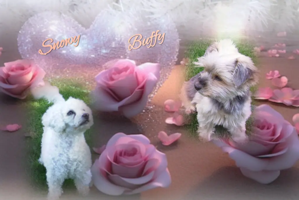 Condolence image of Buffy & Snowy ♥️ für Jacki ❤️