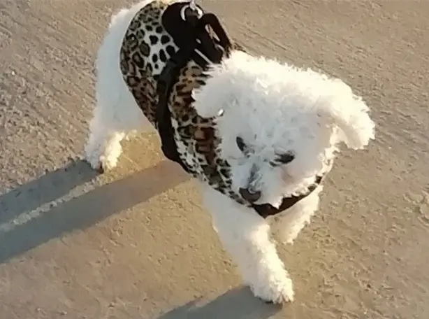 Condolence image of Snowy ❤️