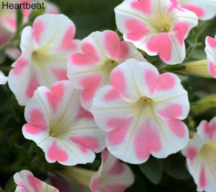 Condolence image of Einen guten Start in die neue Woche ♥️