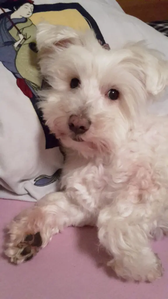 Condolence image of Für die geliebte Fellnase Jacki ♥️⭐♥️