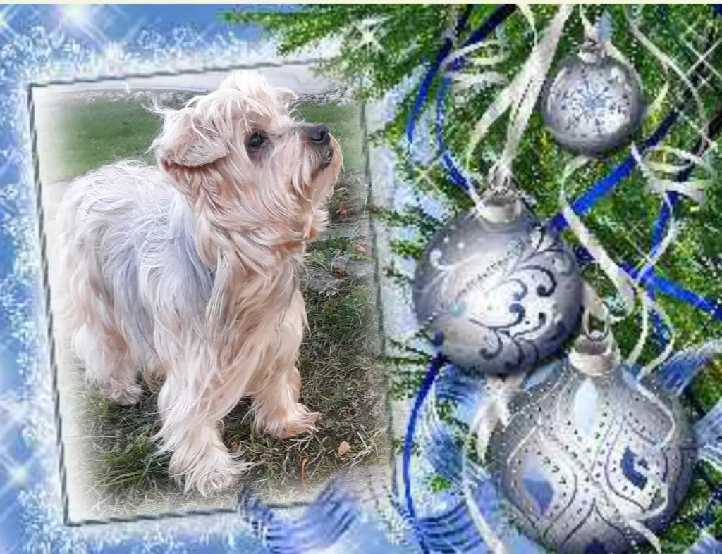 Condolence image of ❤️Weihnachten❤️