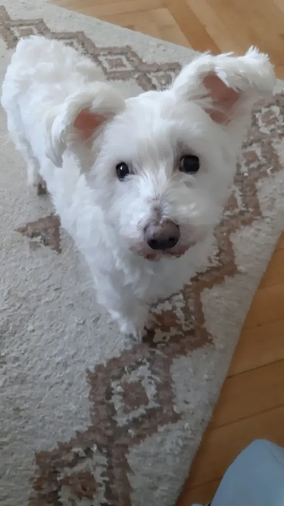 Condolence image of Martina mit Seelenhund Samy ♥️⭐♥️ für immer im Herzen 