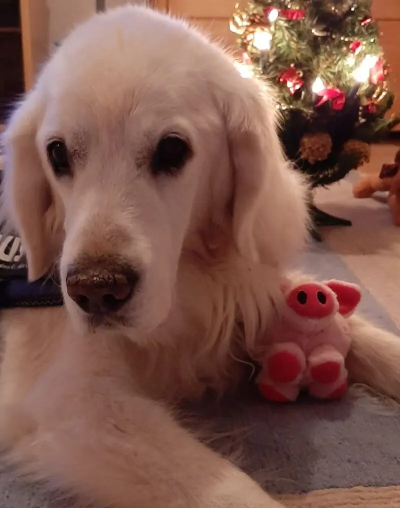 Condolence image of ASKO ❤ 